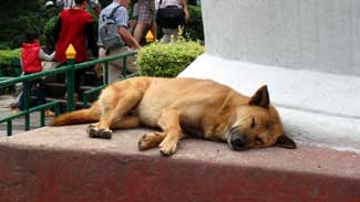 Dog sleeping