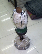 Falcon