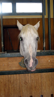 Horse face