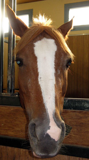 Horse face