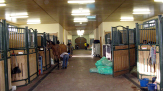 Horse Stable