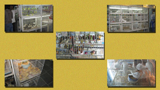 Souq Birds