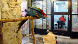 Parrot