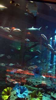 Dubai Aquarium