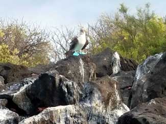 Blue-footed Boobie Bird