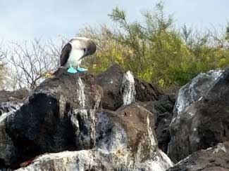 Blue-footed Boobie Bird