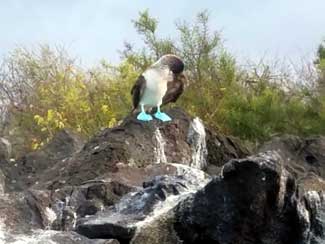 Blue-footed Boobie Bird
