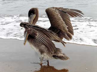 Birds