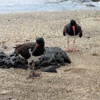 Birds