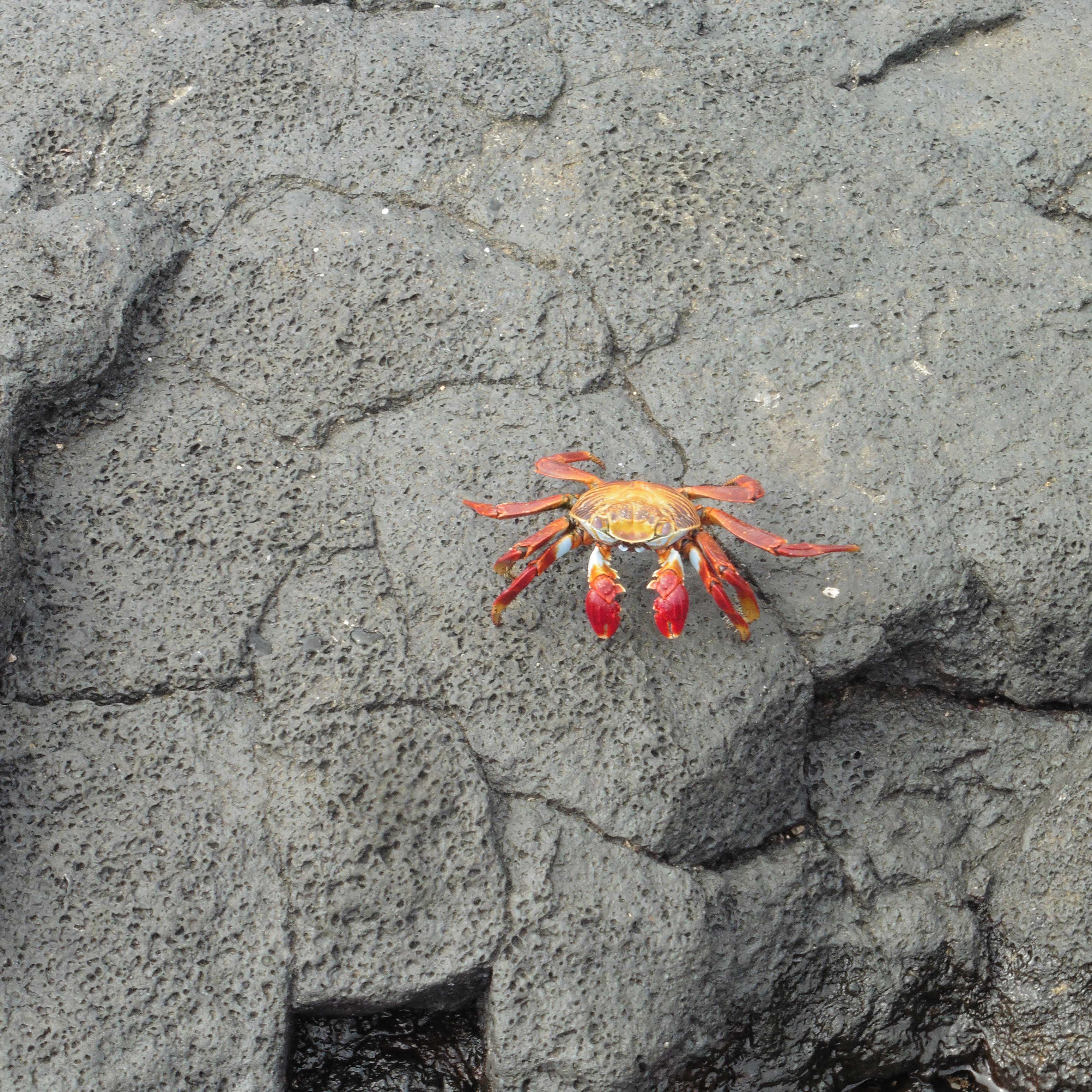 Ecuador - The Galapagos - Crabs