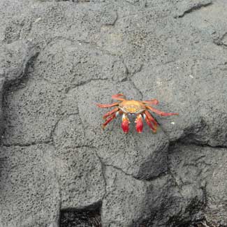 Crabs
