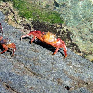 Crabs
