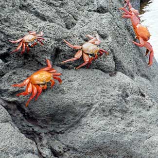 Crabs