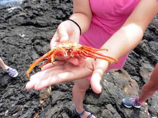 Crabs
