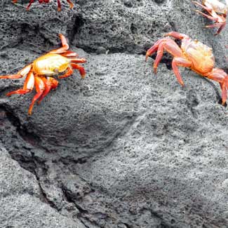 Crabs