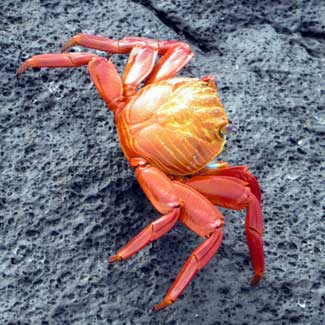 Crabs