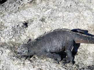 Iguanas