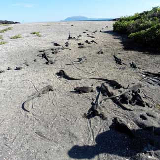 Iguanas