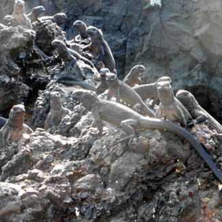 Iguanas
