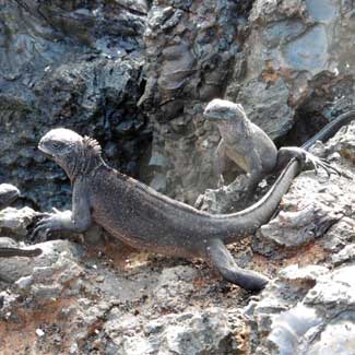 Iguanas