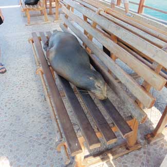 Sea Lions
