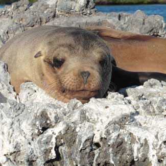 Sea Lions