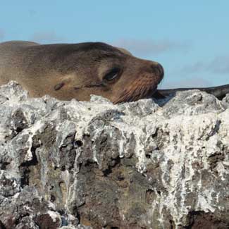 Sea Lions