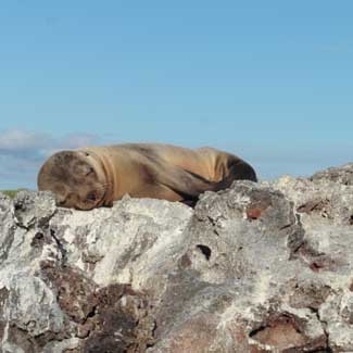 Sea Lions