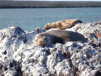 Sea Lions