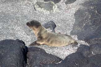 Sea Lions