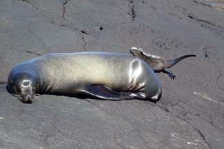 Sea Lions