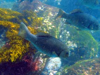 Fish