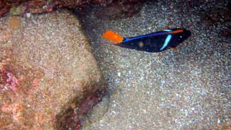 Fish