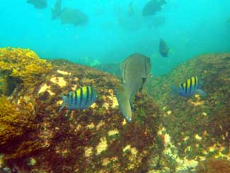 Fish