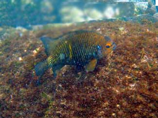 Fish