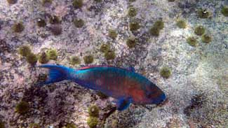 Fish