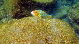 Fish