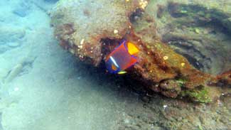 Fish