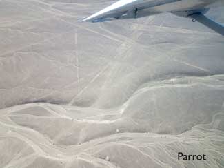 Nazca Lines - The Parrot